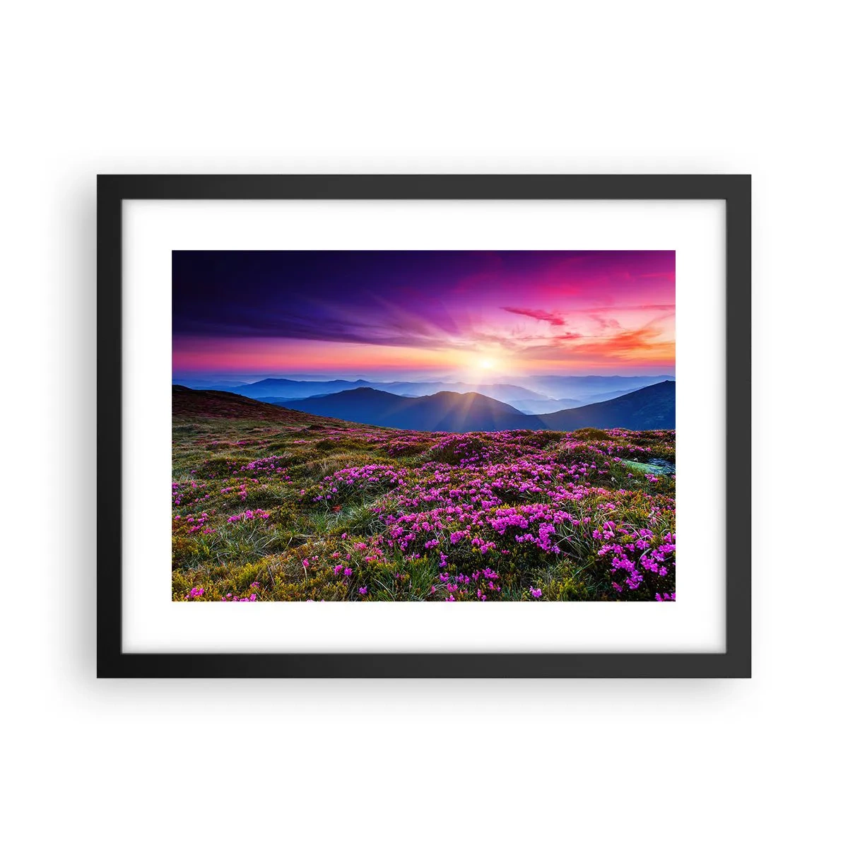 Plakat w czarnej ramie - Ziół zapachniały świeże pęki od niw - 40x30 cm