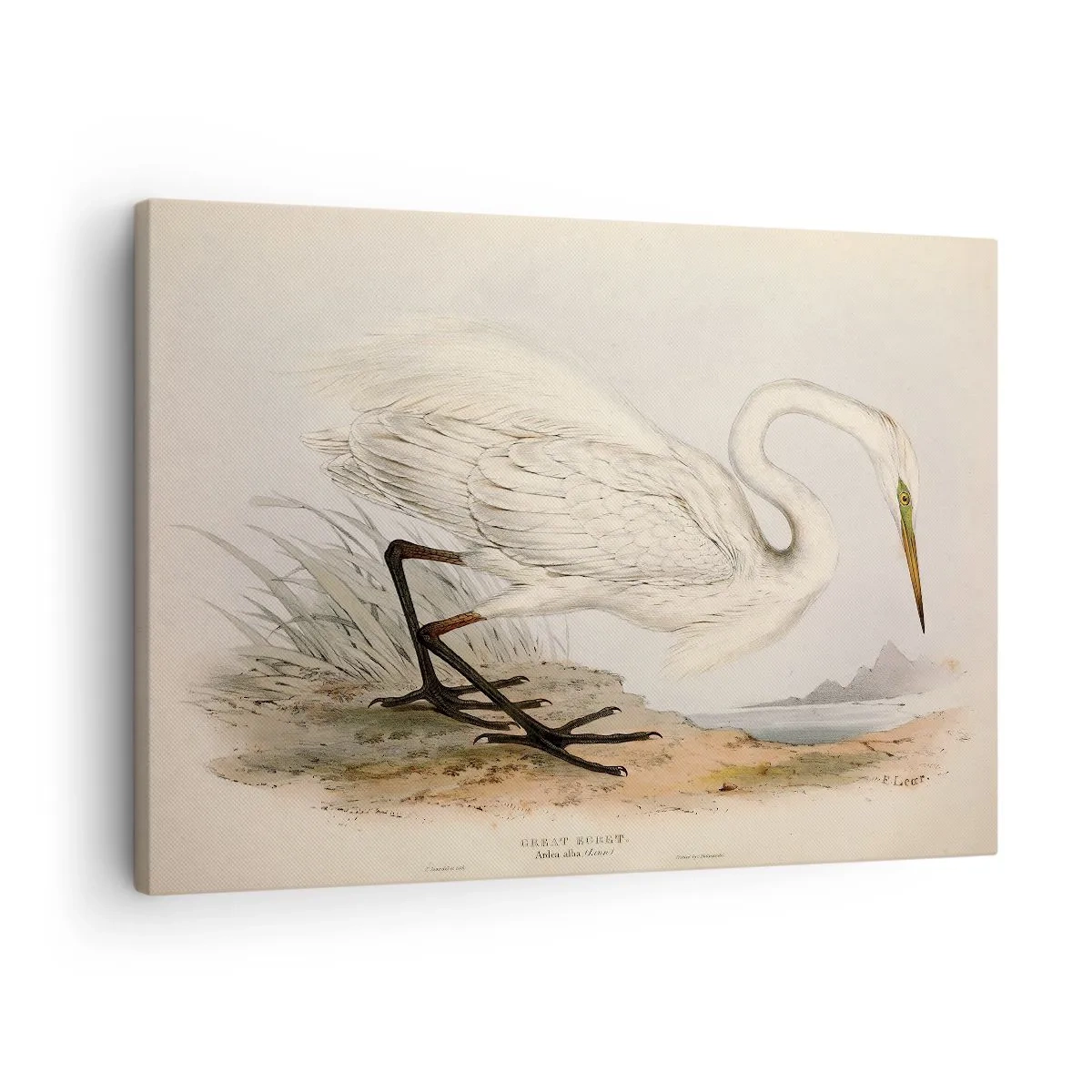 Obraz na płótnie - Rysunek białej czapli na tle naturalnego krajobrazu - 70x50cm - Pani na szuwarach - Nowoczesna dekoracja ścienna do salonu i sypialni ARTTOR
