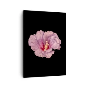 Obraz na płótnie - Różowy kwiat hibiskusa na czarnym tle - 50x70cm - Prosto do serca - Nowoczesna dekoracja ścienna do salonu, kuchni i sypialni ARTTOR