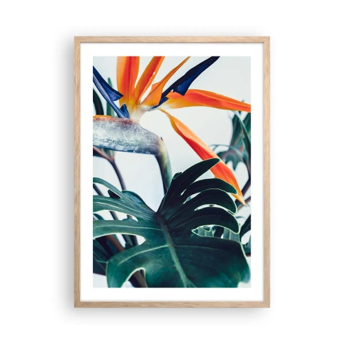 Plakat w ramie jasny dąb - Ptakokrzak - 50x70 cm