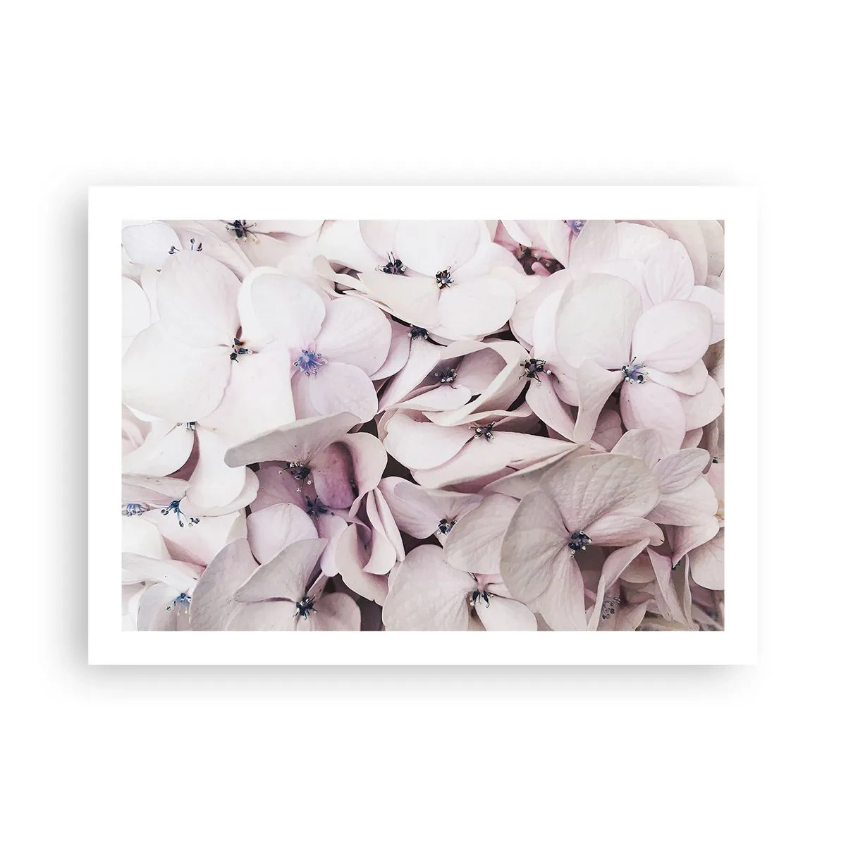 Plakat - W powodzi kwiatów - 70x50 cm