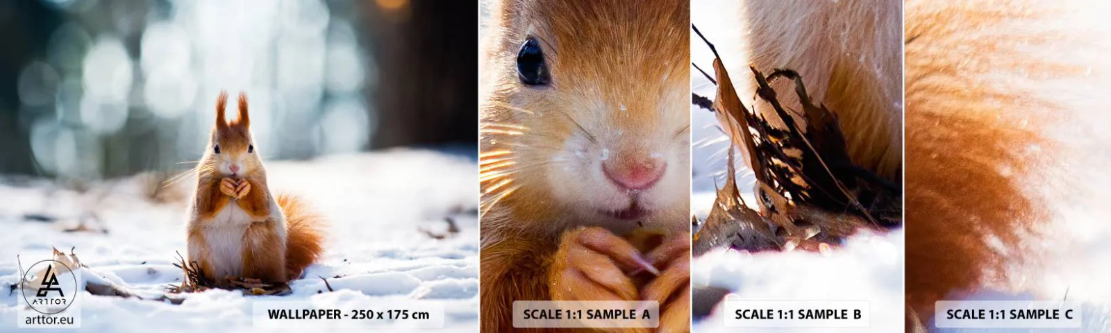 Fototapeta Próbka Samoprzylepna Deluxe Sticker - I co tak patrzysz? - Zwierzęta, Wiewiórka, Zima - 100x30 cm