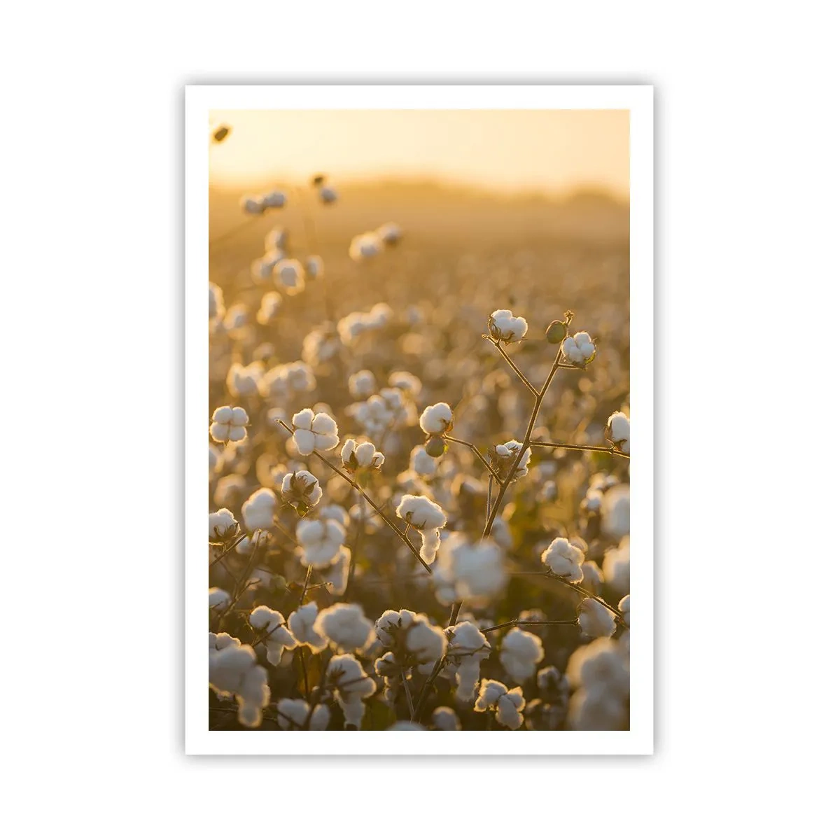 Plakat - Puszyste pole - 70x100 cm