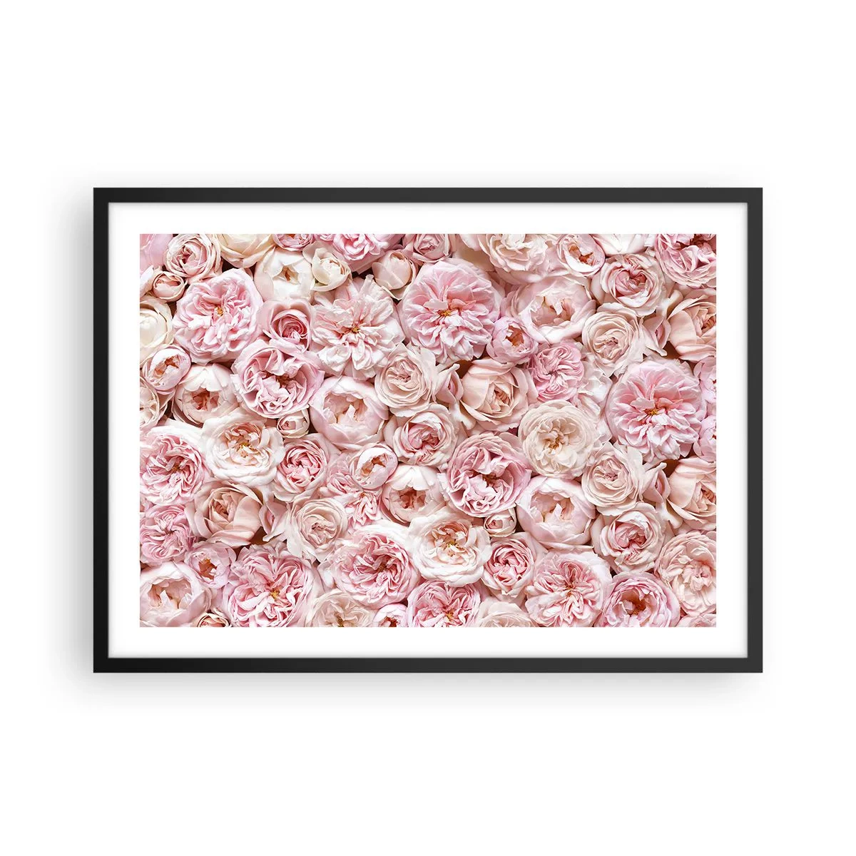 Plakat w czarnej ramie - Delikatne róże w odcieniach różu na całej powierzchni - 70x50cm - Usłane różami - Nowoczesna dekoracja ścienna do salonu i sypialni ARTTOR