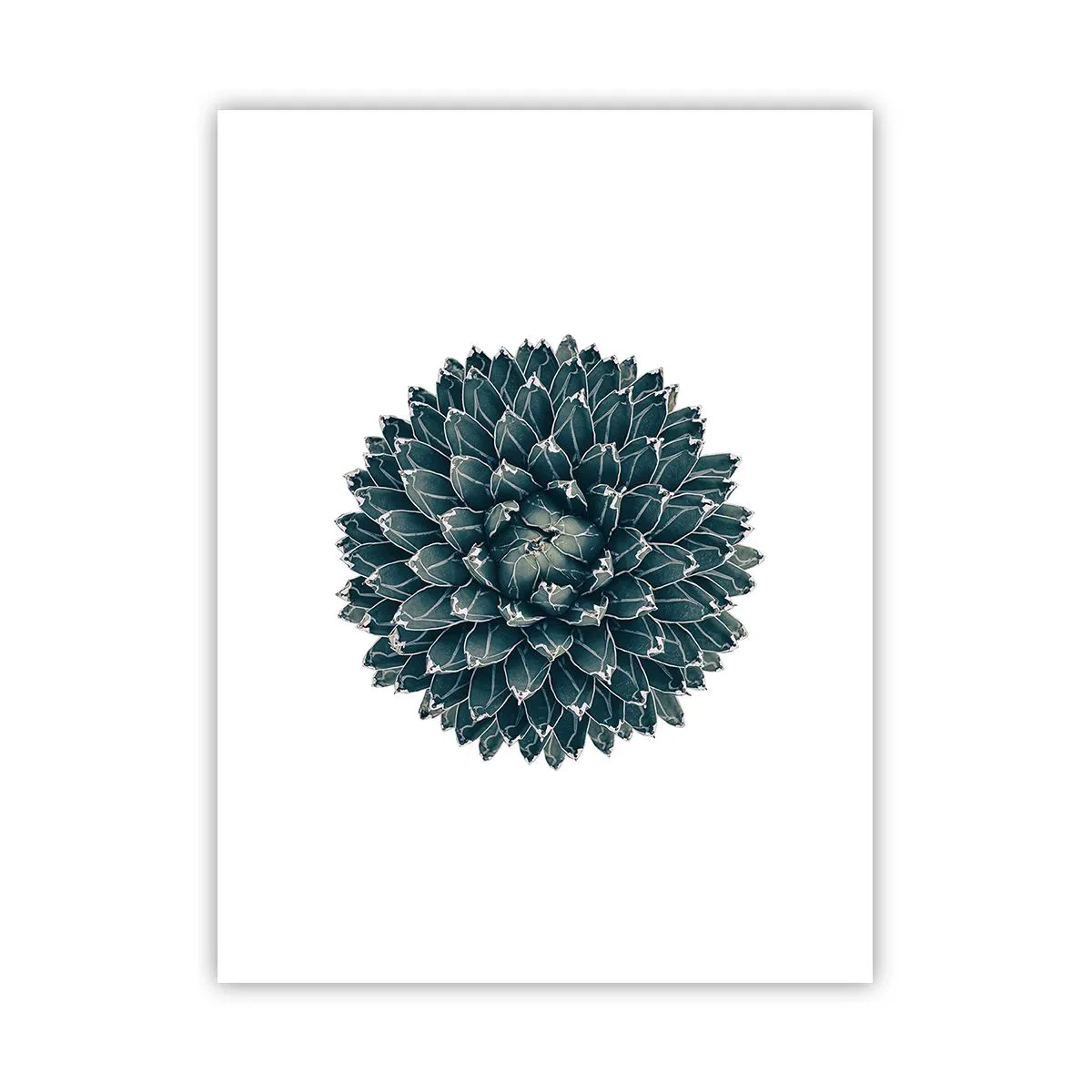 Plakat - Gwiazda pustyni - 30x40 cm