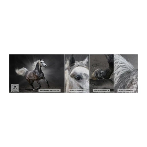 Fototapeta Próbka Premium Canvas - Szare jest piękne - Zwierzęta, Koń Arabski, Natura - 100x30 cm