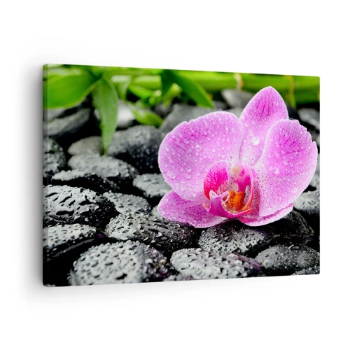 Obraz na płótnie - Jak otwarte serce - Różowa orchidea na mokrych czarnych kamieniach z zielonymi liśćmi - 70x50cm