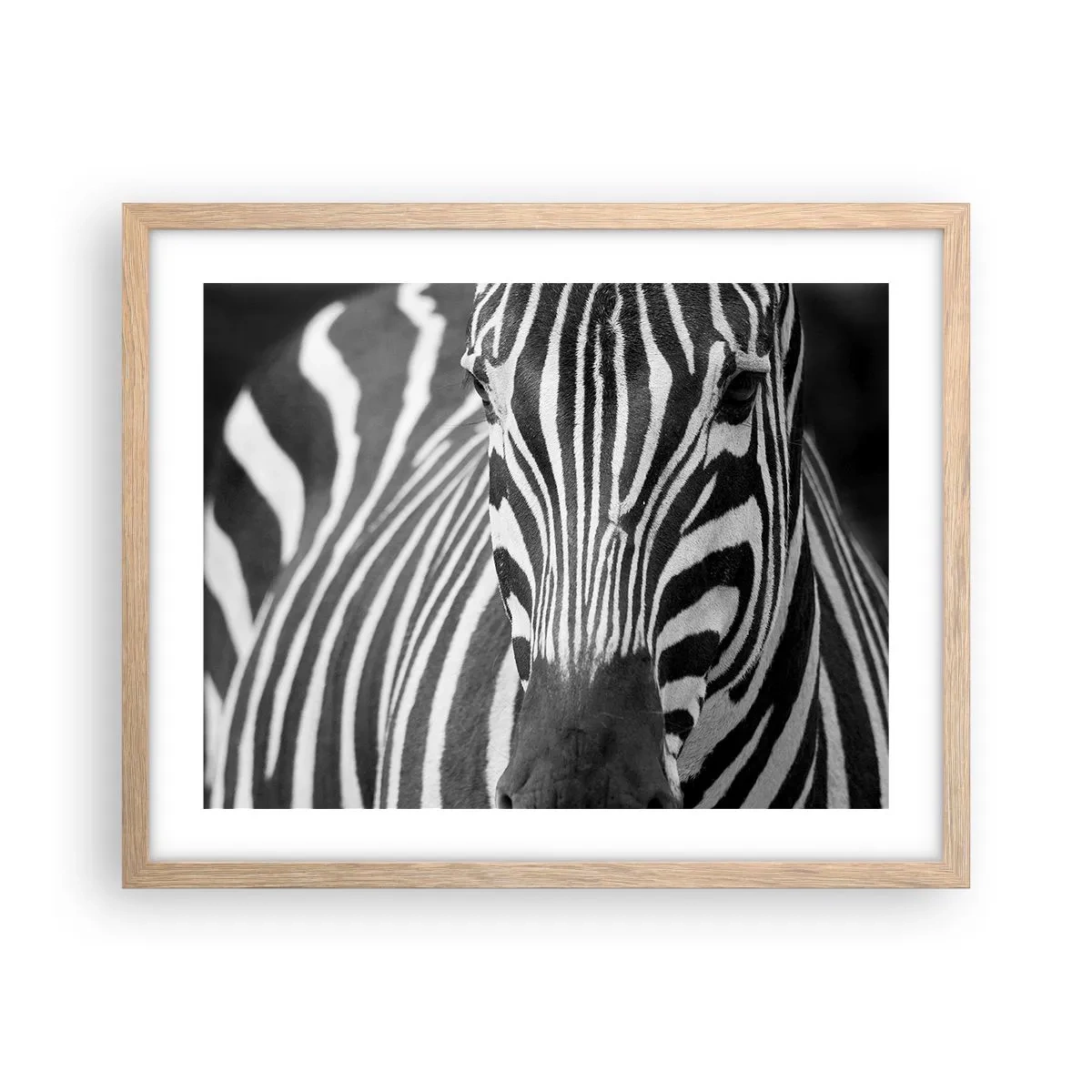 Plakat w ramie jasny dąb - Świat jest czarno-biały - 50x40 cm