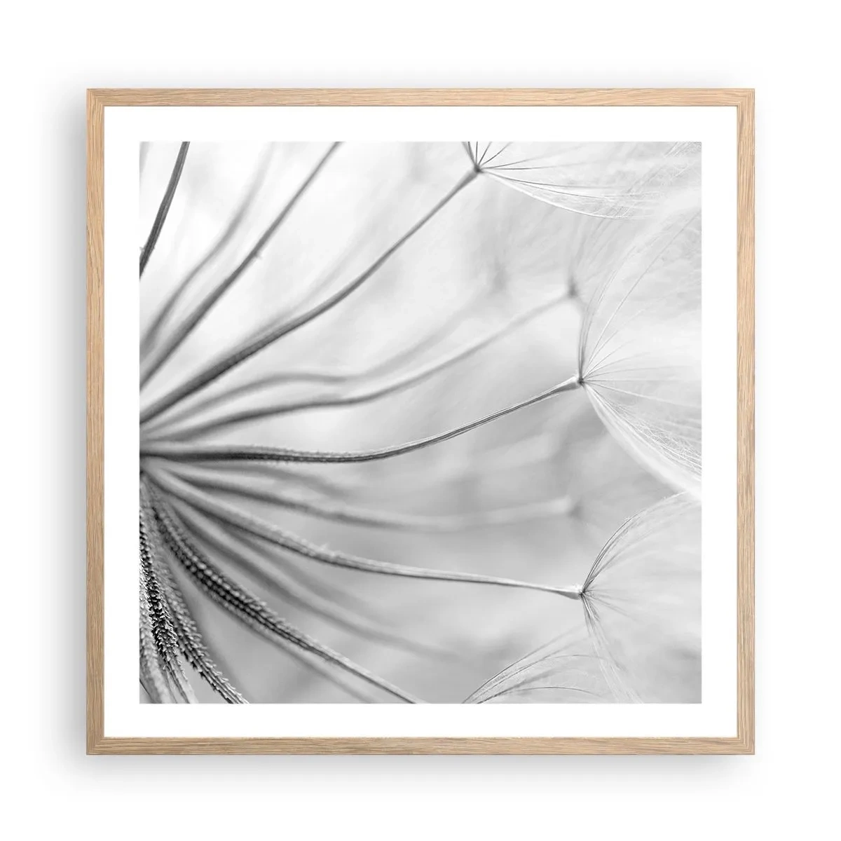 Plakat w ramie jasny dąb - Dmuchawce, latawce - 60x60 cm