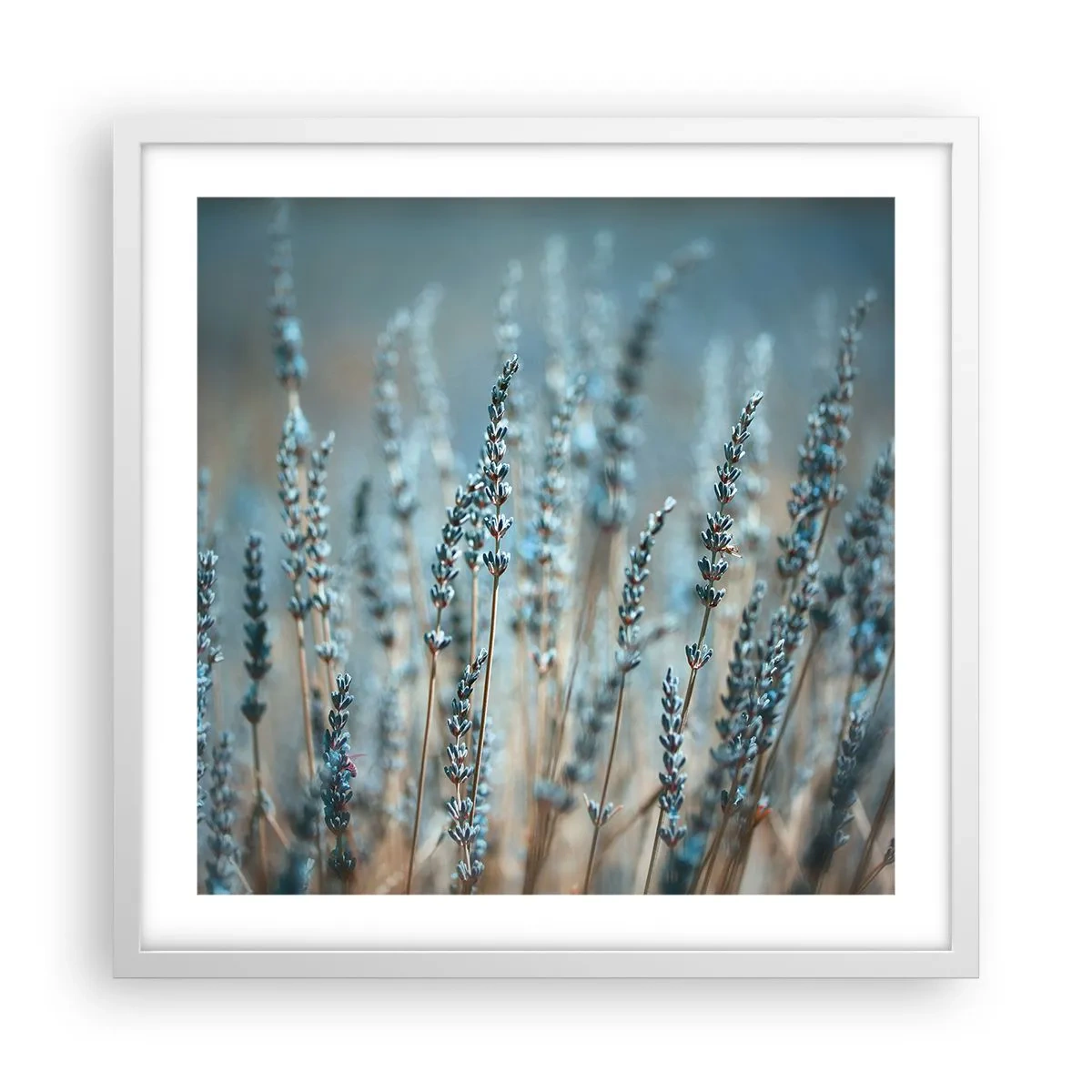Plakat w białej ramie - Pachnący łan - 50x50 cm