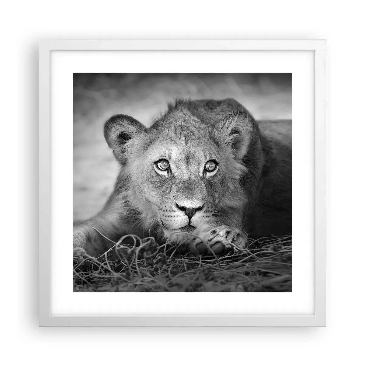Plakat w białej ramie - Królewskie szczenię - 40x40 cm