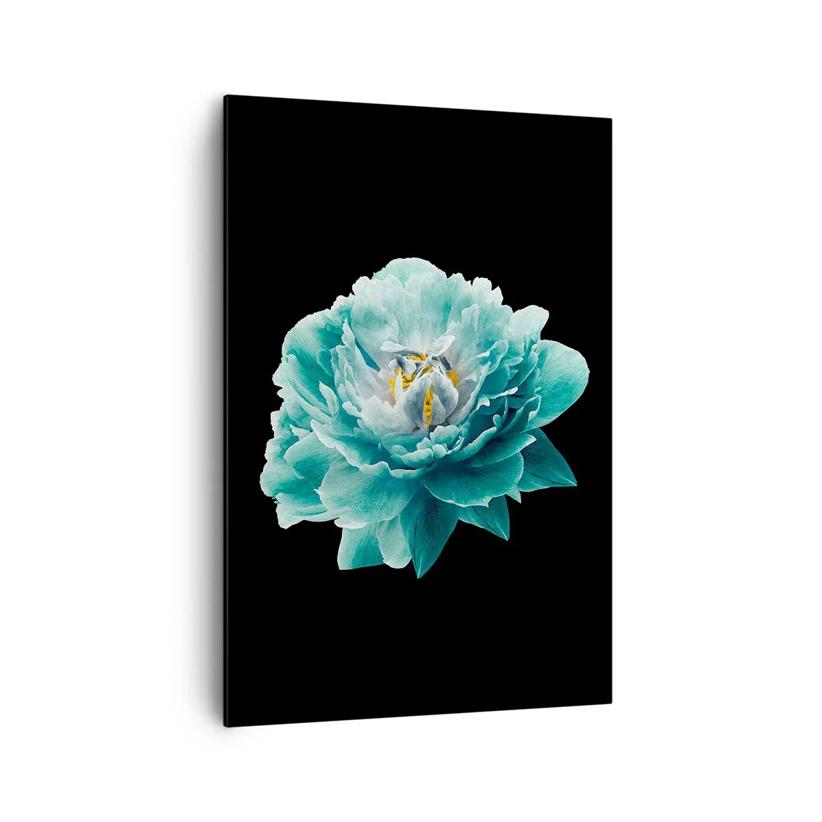 Obraz na płótnie - Turkusowy kwiat piwonii na czarnym tle - 70x100cm - Płatki błękitne i złote - Nowoczesna dekoracja ścienna do salonu i sypialni ARTTOR