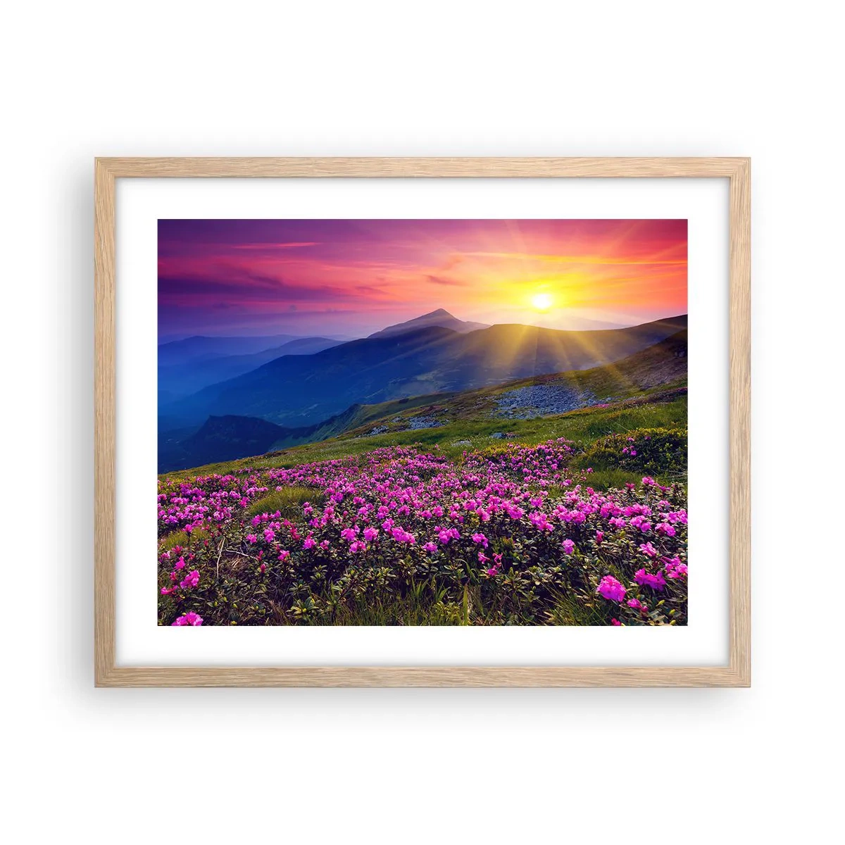 Plakat w ramie jasny dąb - … A dokoła pachnie kosodrzewina i wonieją zioła - 50x40 cm