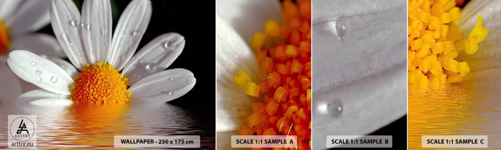 Fototapeta Próbka Standard Eco - Wschodzące słońce margaretki - Kwiat, Rumianek, Natura - 100x30 cm