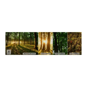 Fototapeta Próbka Premium Sand - Fotografia wszystkich wiosen - Krajobraz, Las, Natura - 100x30 cm