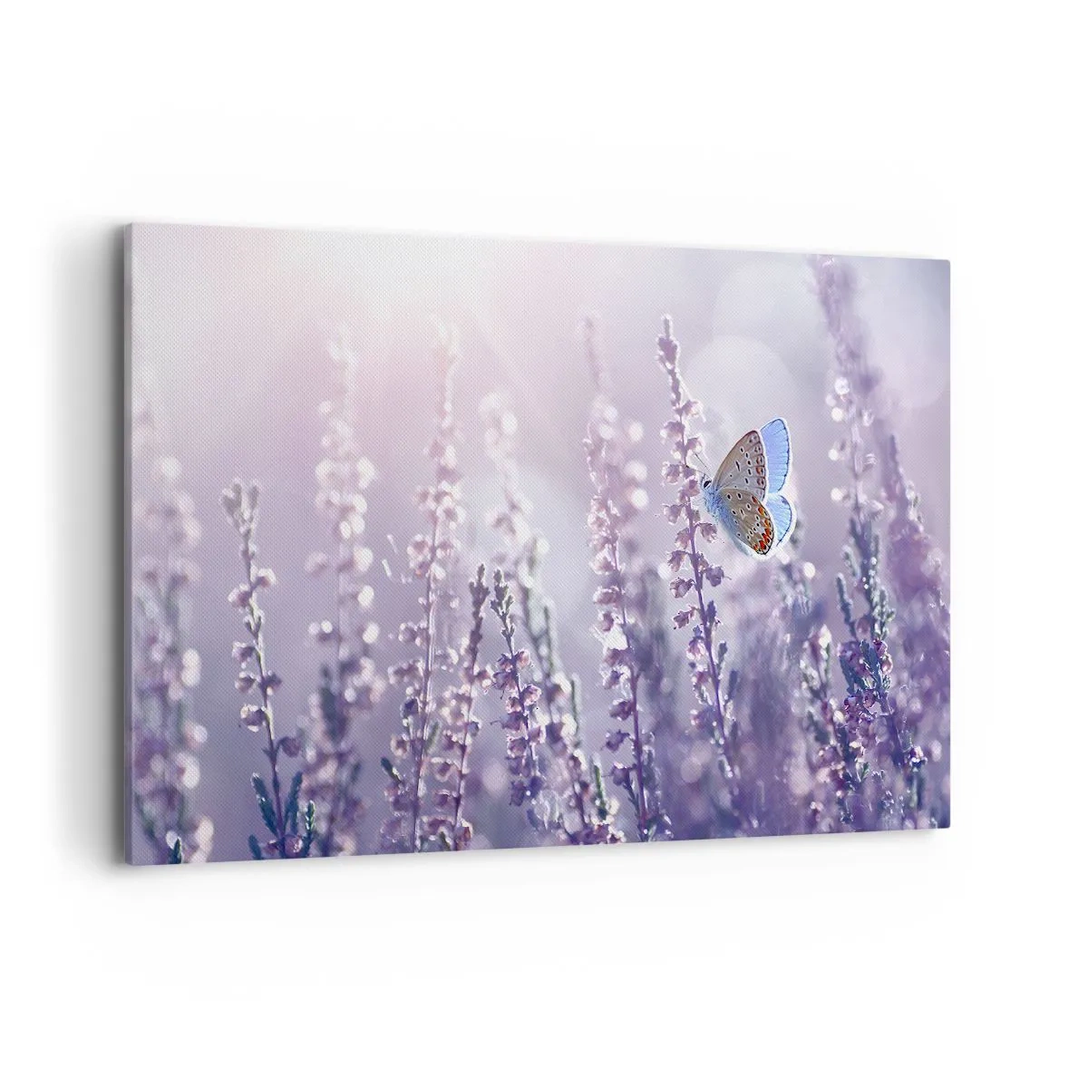 Obraz na płótnie - Motyl na kwitnącej lawendzie w świetle poranka - 120x80cm - Pocałunek motyla - Nowoczesna dekoracja ścienna do salonu, kuchni i sypialni ARTTOR