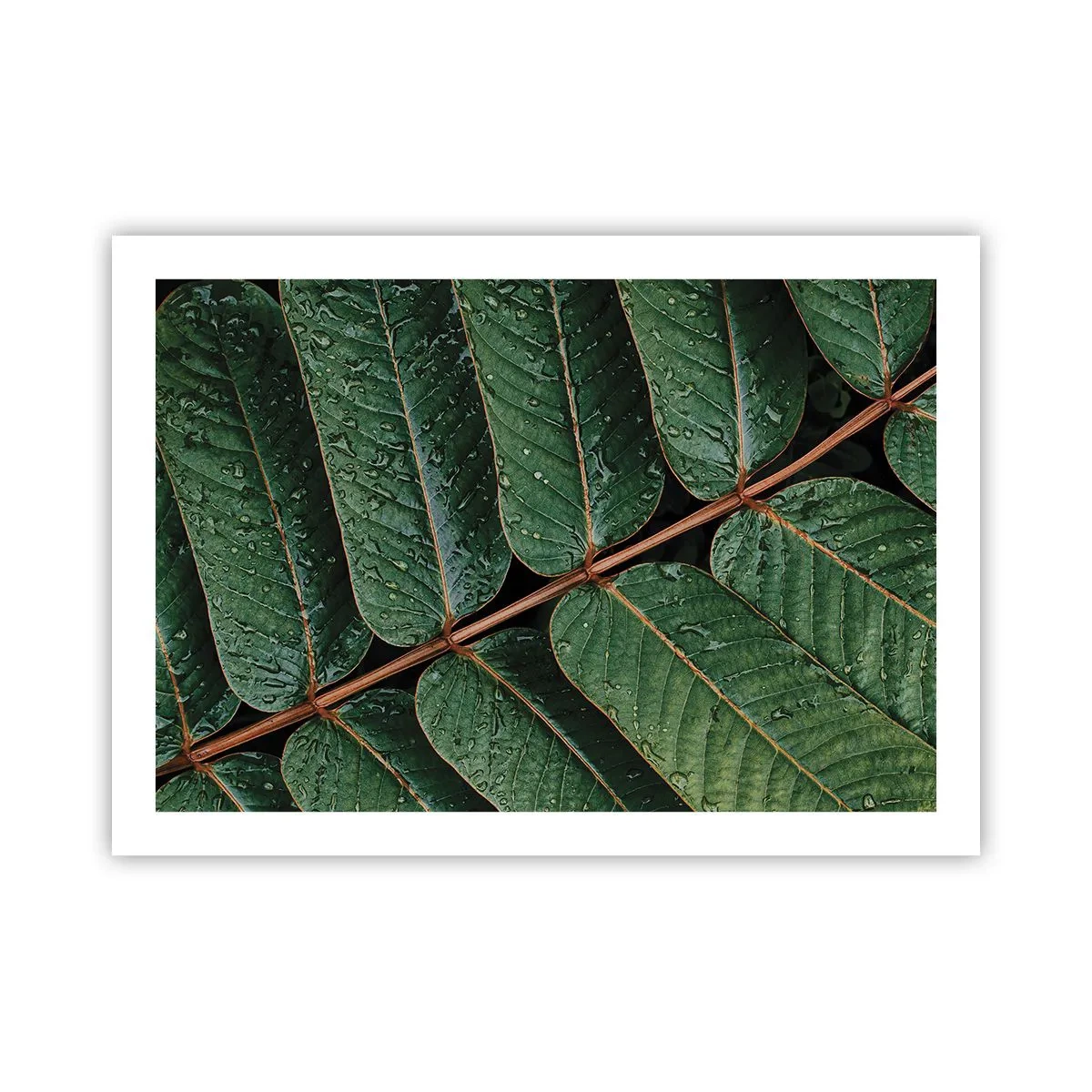 Plakat - W zielonym rytmie - 70x50 cm