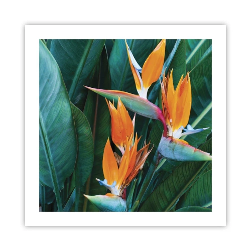 Plakat - Czy to kwiat, czy to ptak? - 50x50 cm