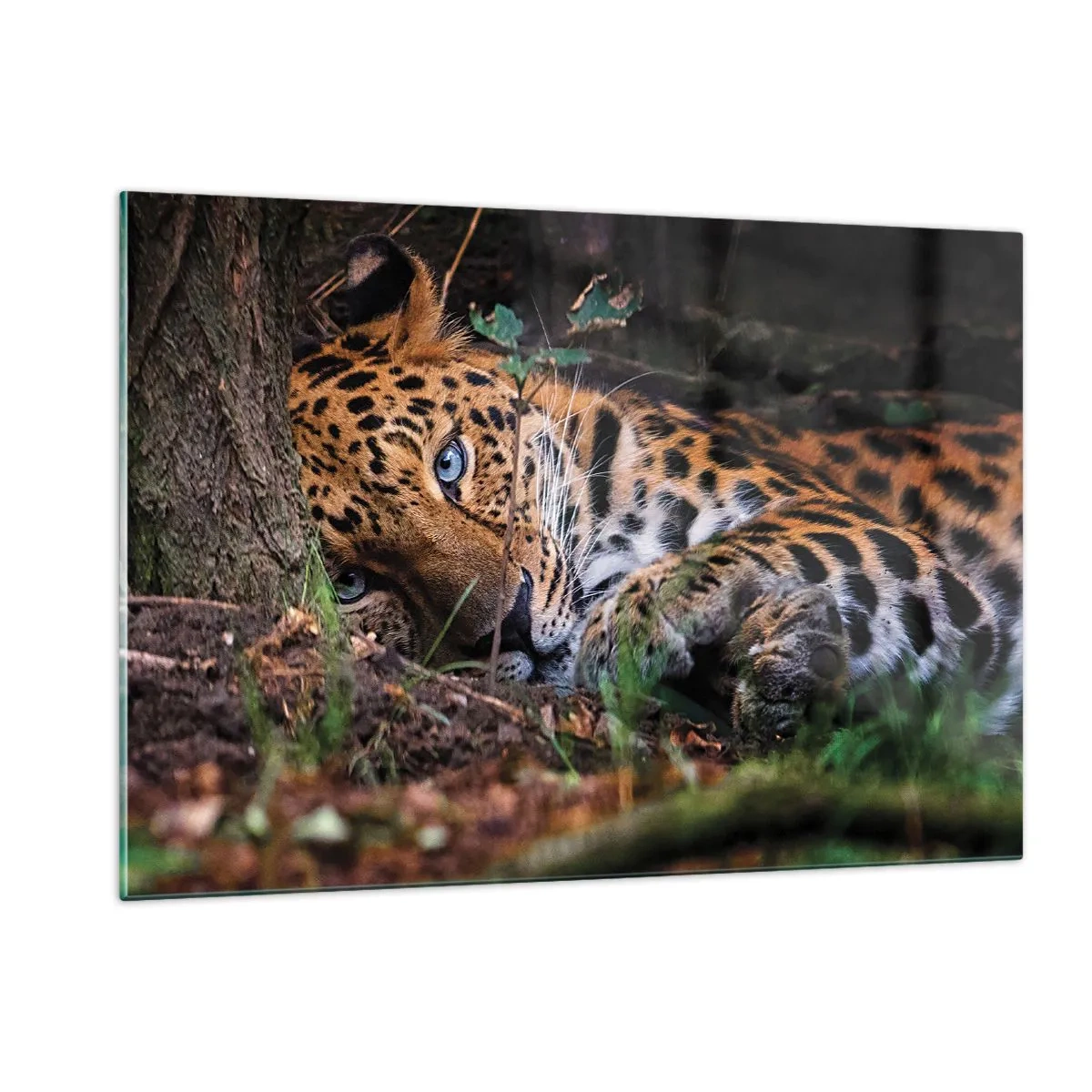 Obraz na szkle - Jaguar leżący na ziemi, patrzący spokojnie w obiektyw - 120x80cm - Zaufaj mi - Nowoczesna dekoracja ścienna do salonu, kuchni i sypialni ARTTOR