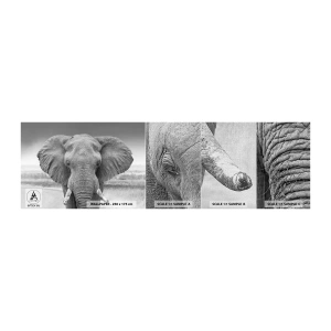 Fototapeta Próbka Premium Canvas - Witaj w moim świecie - Słoń, Afryka, Zwierzęta - 100x30 cm