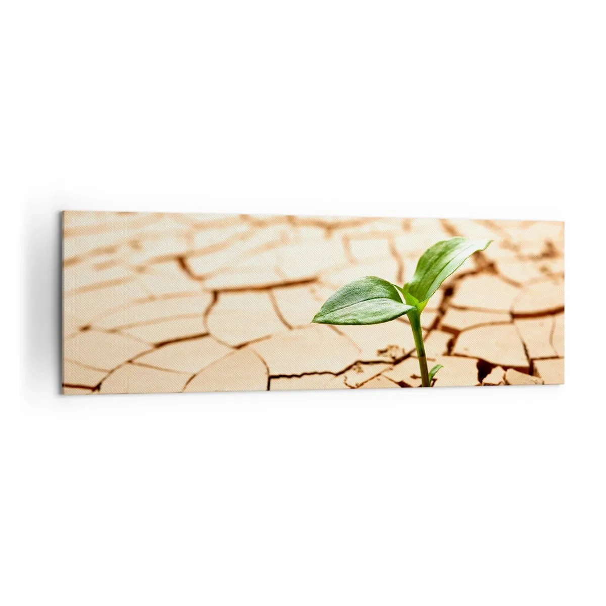 Obraz na płótnie - Zielona roślina wyrastająca z suchej, popękanej ziemi - 160x50cm - Nieposkromiona siła życia - Nowoczesna dekoracja ścienna do salonu i sypialni ARTTOR