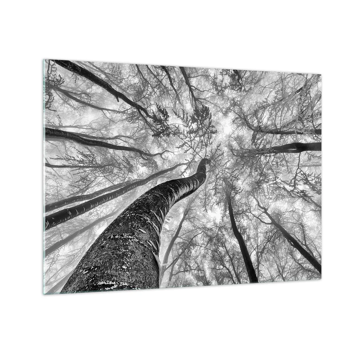 Obraz na szkle - Czarno-białe drzewa sfotografowane od dołu w kierunku nieba - 70x50cm - Wyścig do światła - Nowoczesna dekoracja ścienna do salonu i sypialni ARTTOR
