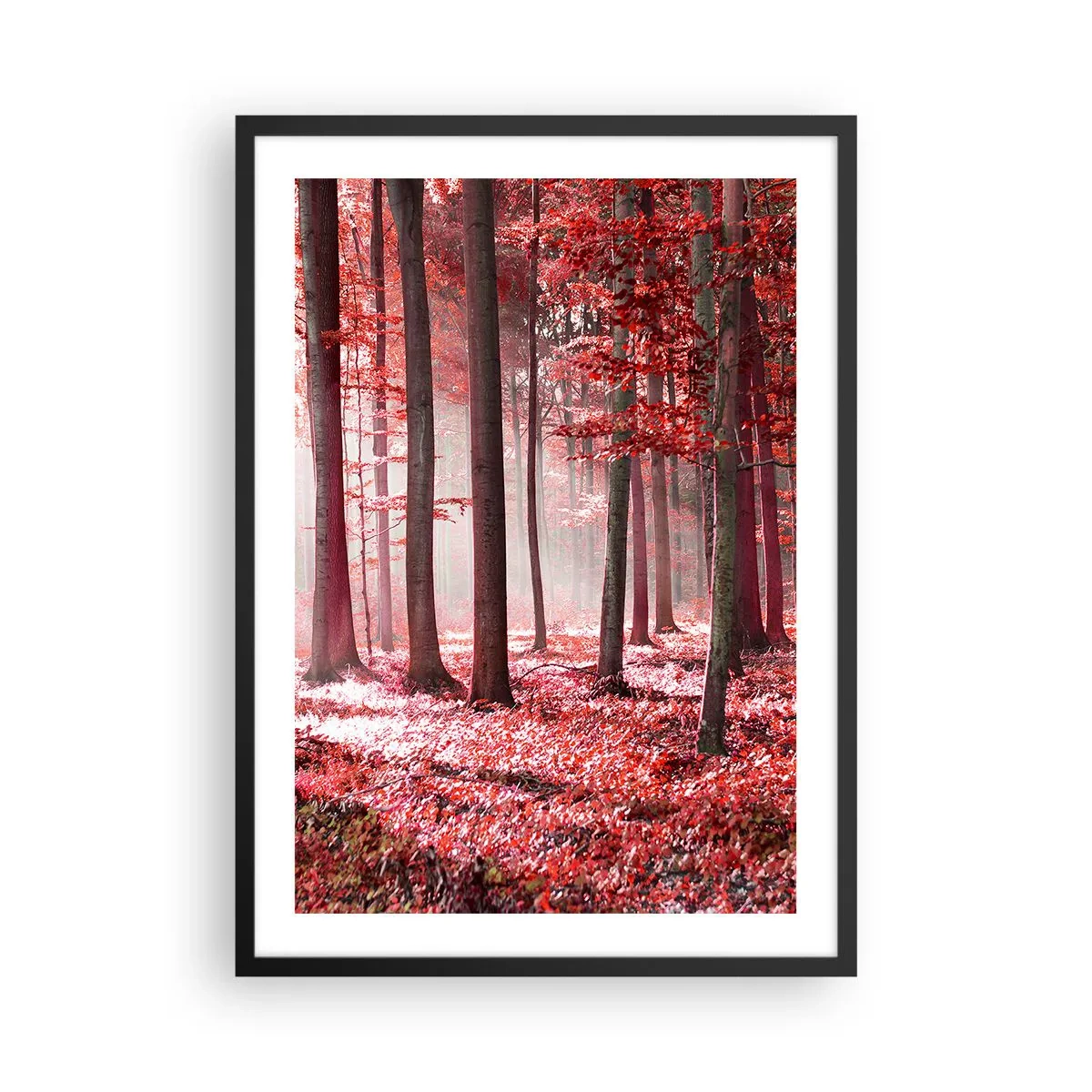Plakat w czarnej ramie - Las z czerwonymi liśćmi i mgłą o poranku - 50x70cm - Czerwony równie piękny - Nowoczesna dekoracja ścienna do salonu i sypialni ARTTOR