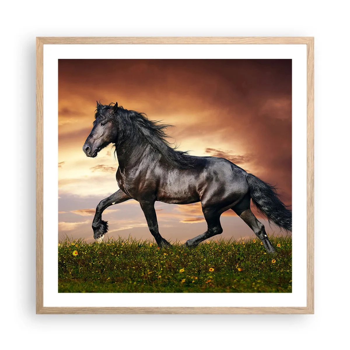 Plakat w ramie jasny dąb - Czarny książę - 60x60 cm