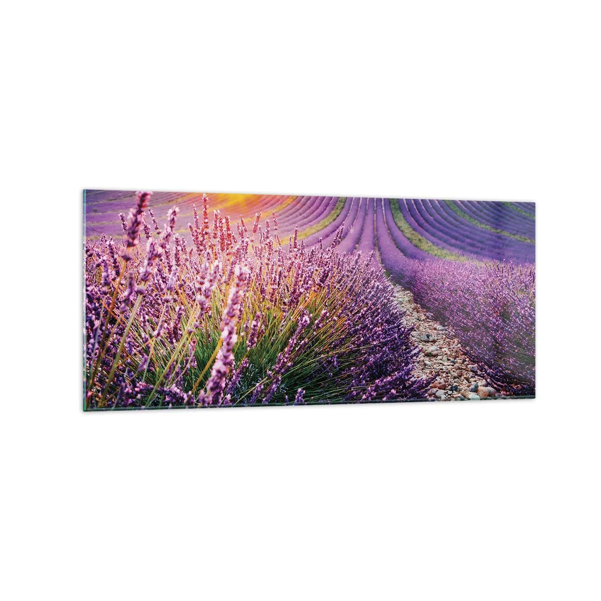 Obraz na szkle - Pole lawendy o zachodzie słońca - 120x50cm - Pachnący łan - Nowoczesna dekoracja ścienna do salonu i sypialni ARTTOR