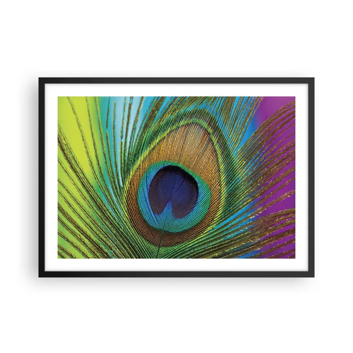 Plakat w czarnej ramie - Zbliżenie na pióro pawia z wyrazistymi kolorami - 70x50cm - Oko w oko - Nowoczesna dekoracja ścienna do salonu i sypialni ARTTOR