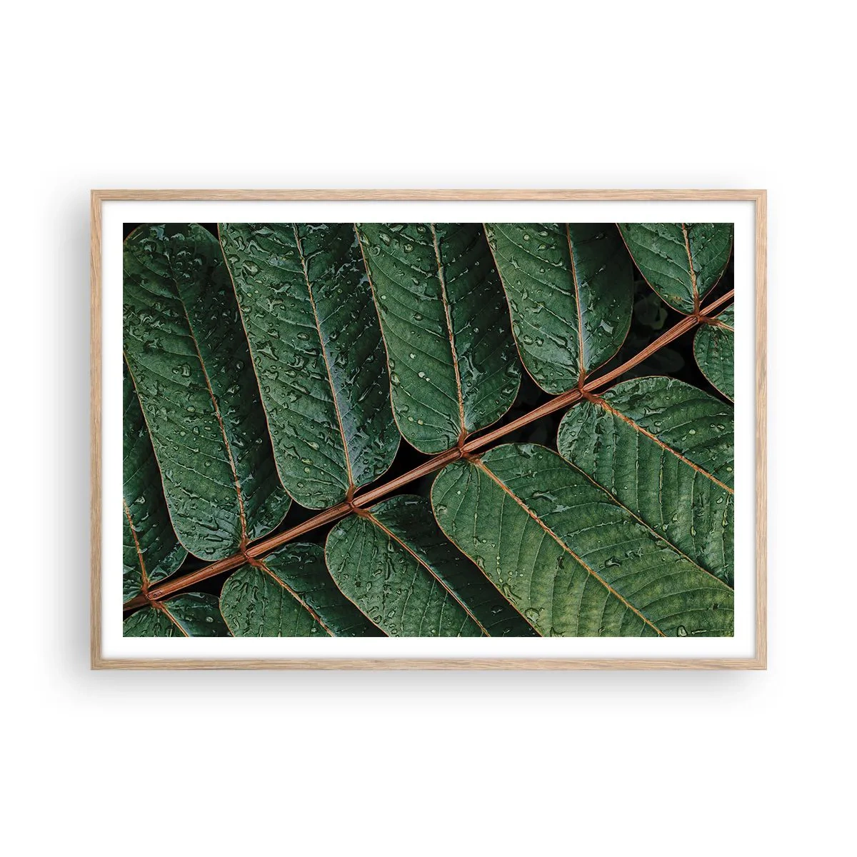 Plakat w ramie jasny dąb - W zielonym rytmie - 100x70 cm