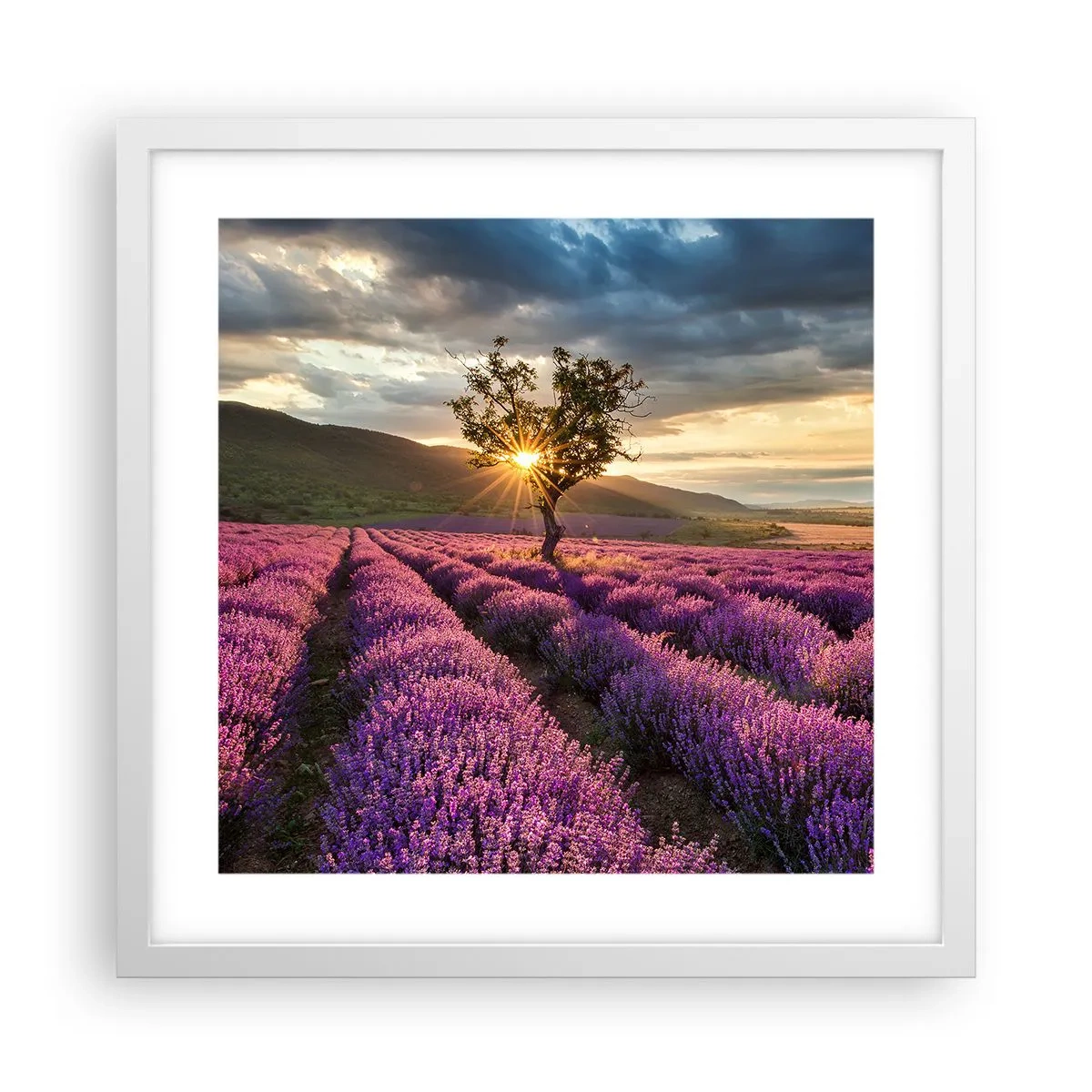 Plakat w białej ramie - Aromat w kolorze lila - 40x40 cm