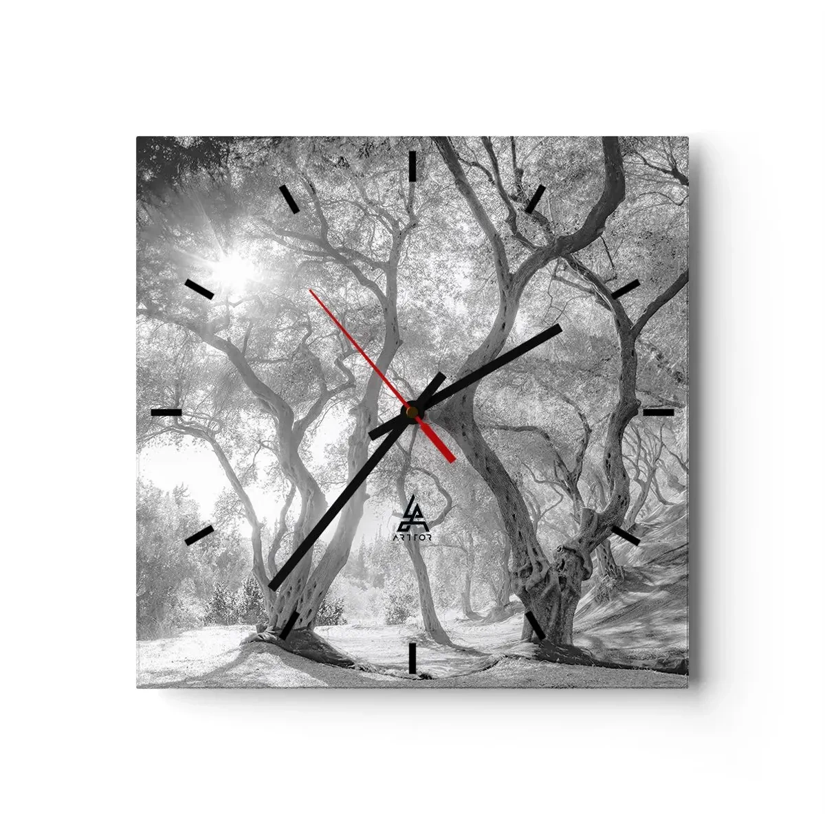 Zegar ścienny - Czarno-biały widok na drzewa w oliwnym gaju z promieniami słońca - 30x30cm - W oliwnym gaju - Nowoczesna dekoracja ścienna do salonu i sypialni ARTTOR