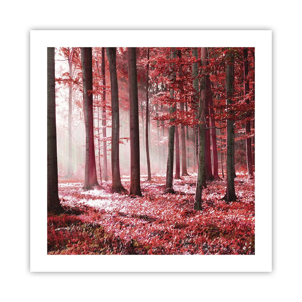 Plakat - Czerwony równie piękny - 50x50 cm