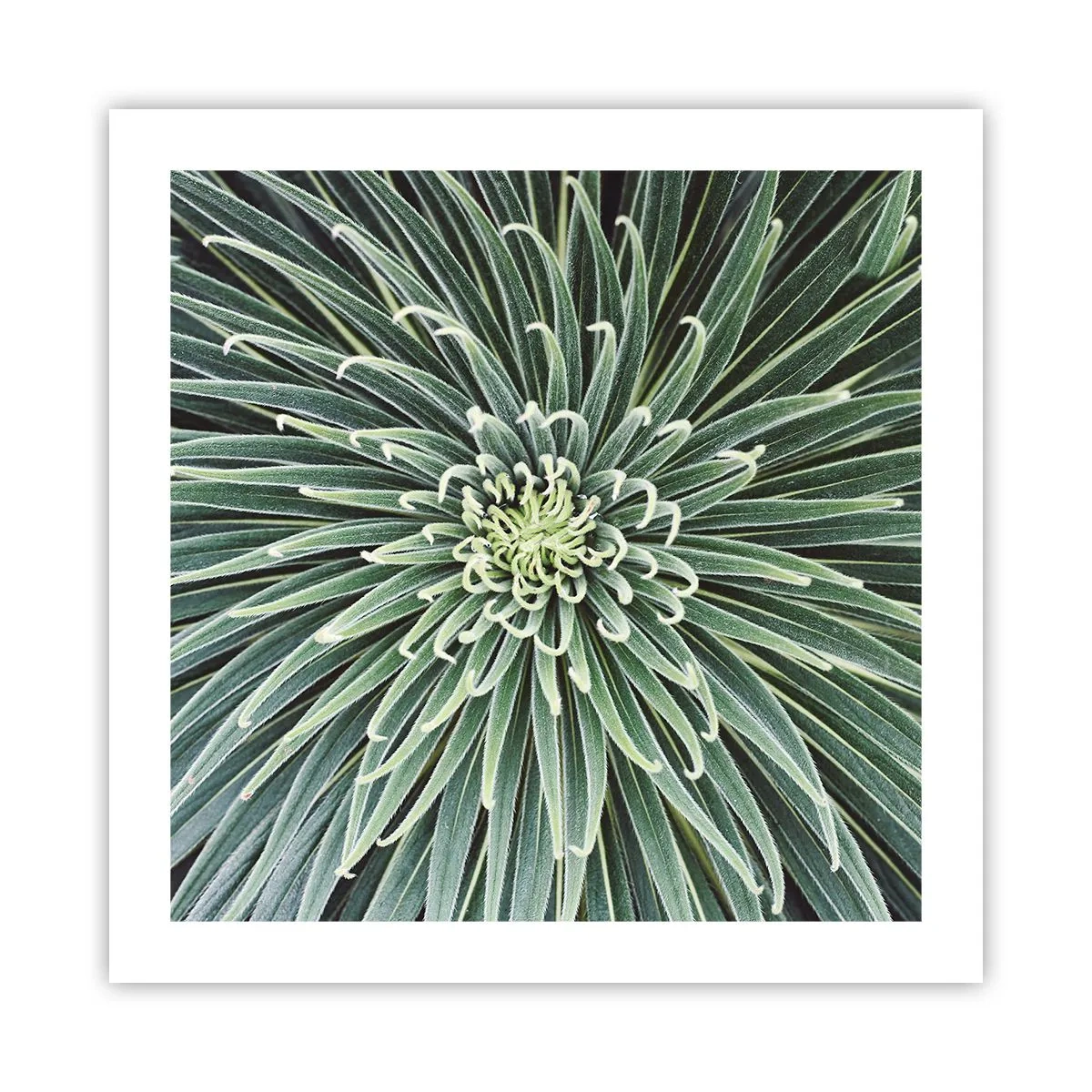 Plakat - Narodziny gwiazdy - 50x50 cm