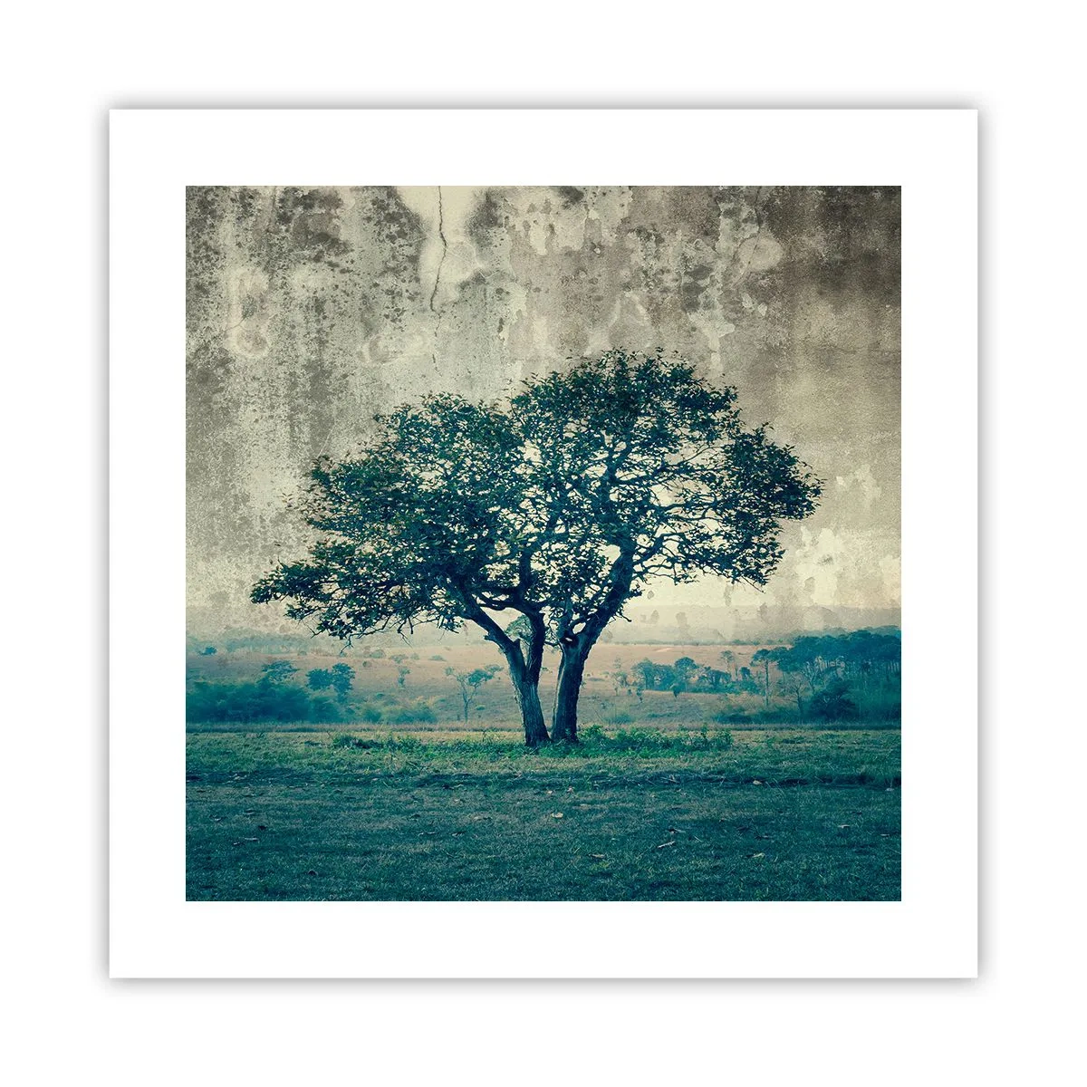 Plakat - Jabłoń na błękitnym błoniu? - 40x40 cm
