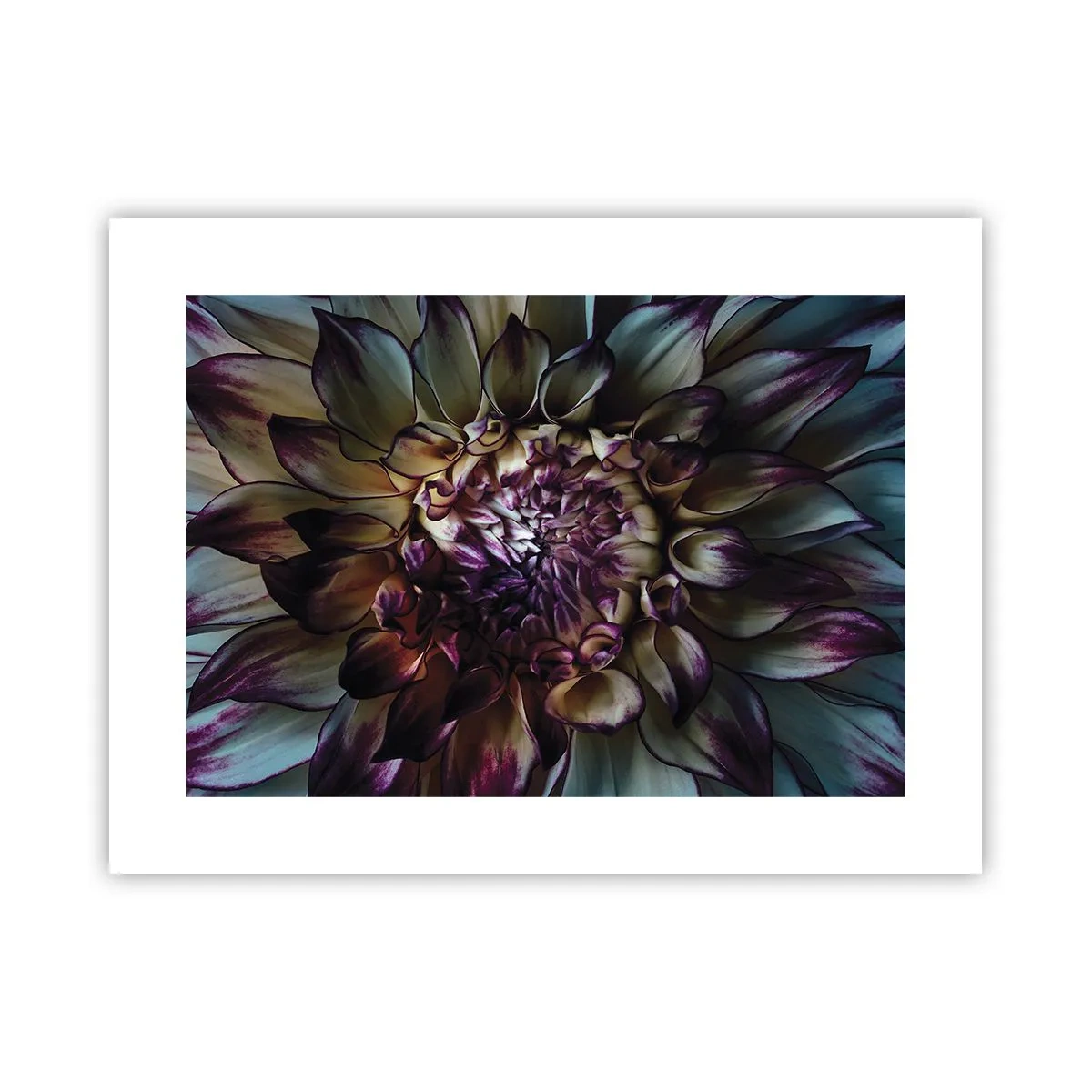 Plakat - Rozkwit młodości - 40x30 cm