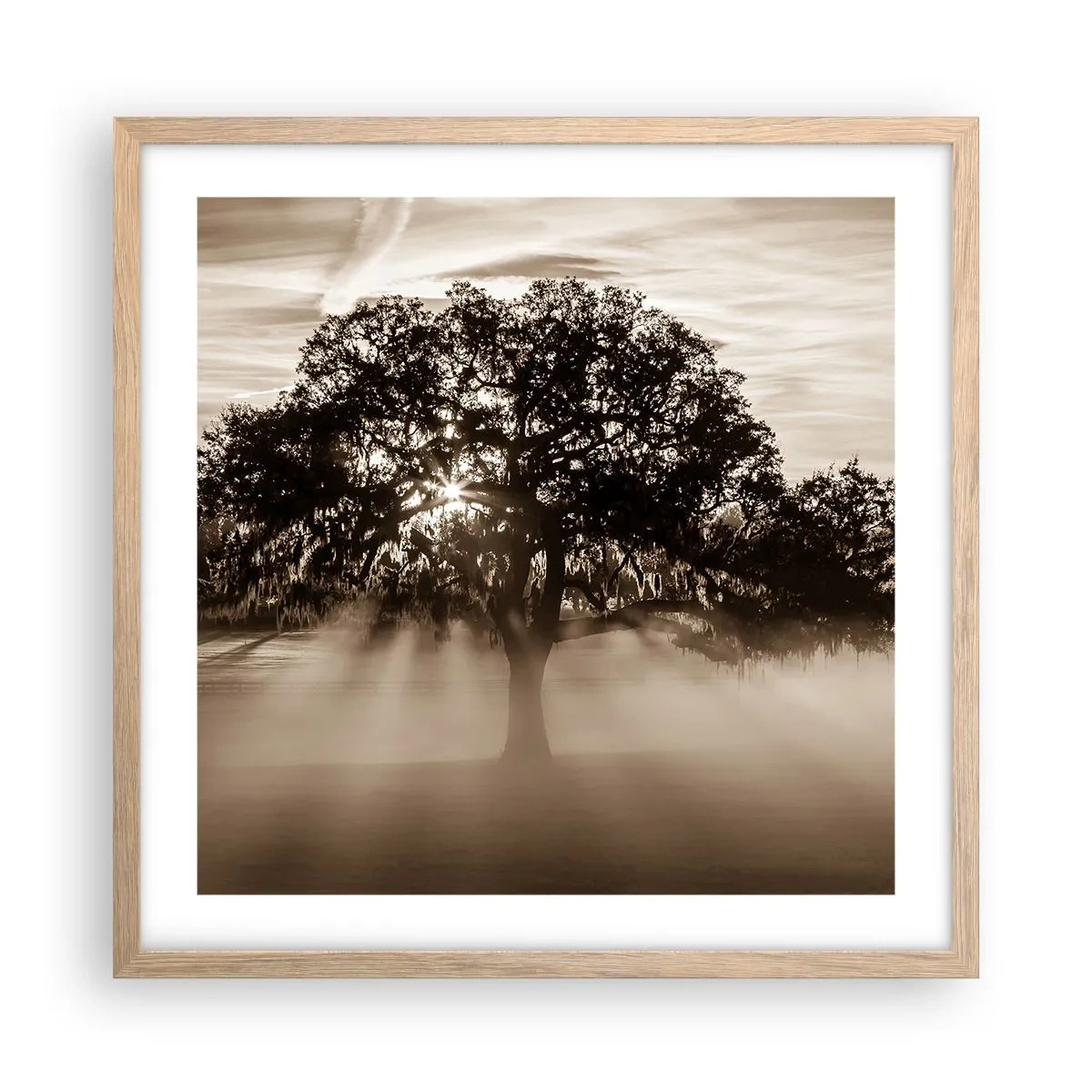 Plakat w ramie jasny dąb - Drzewo wiadomości samego dobrego - 50x50 cm