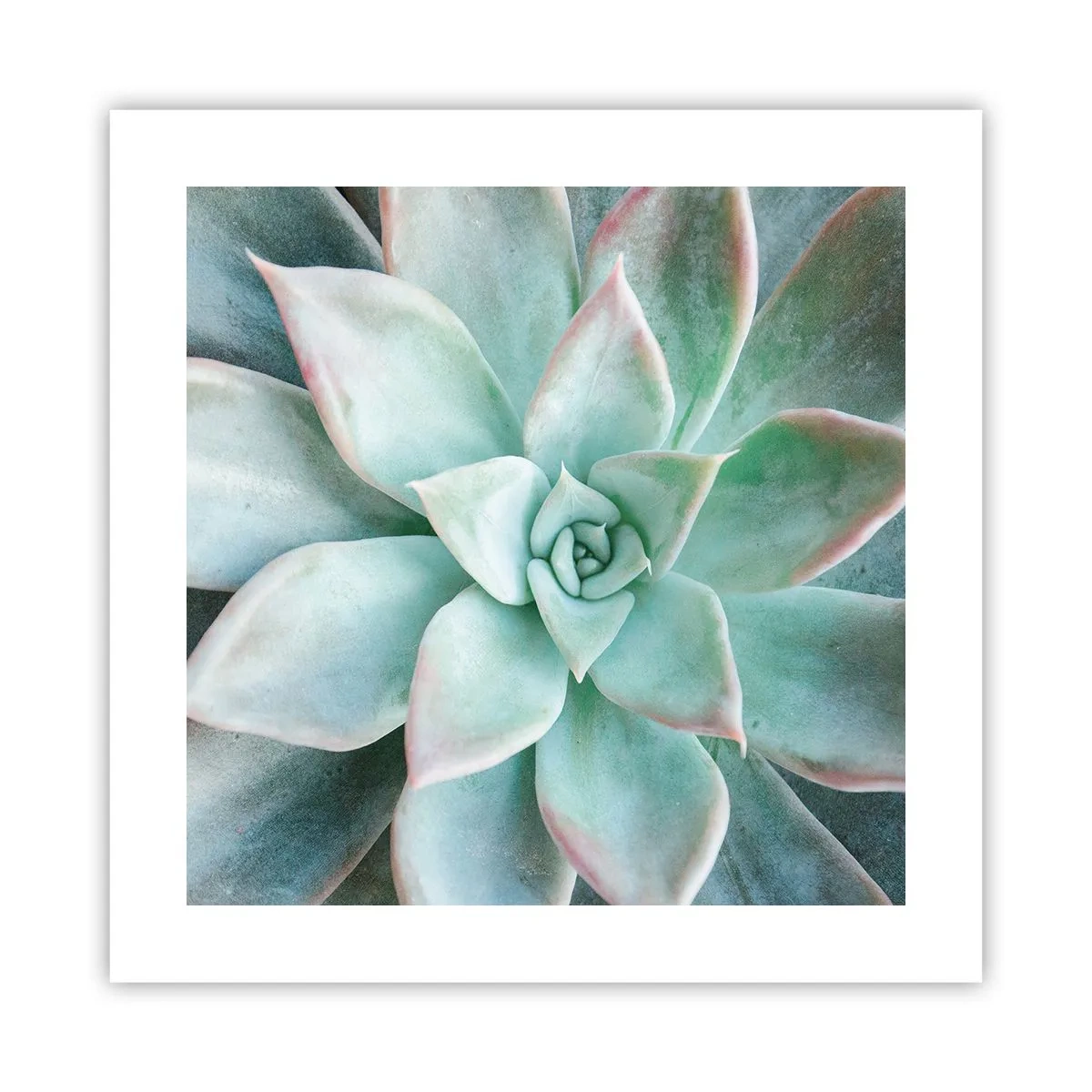 Plakat - Serce pustyni - 40x40 cm