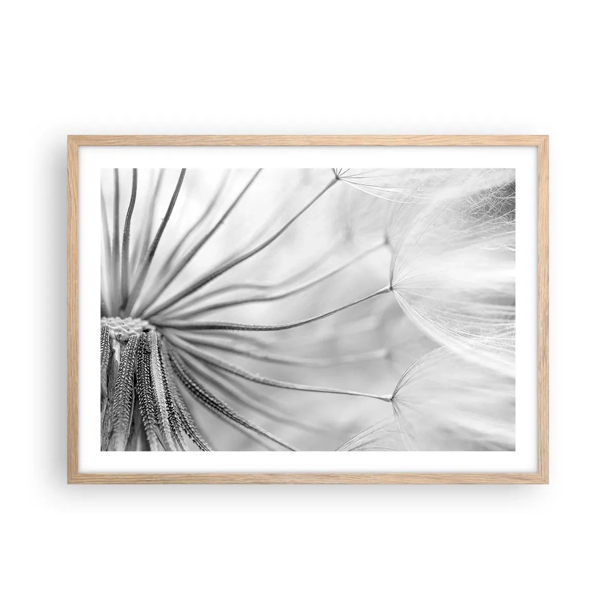 Plakat w ramie jasny dąb - Dmuchawce, latawce - 70x50 cm