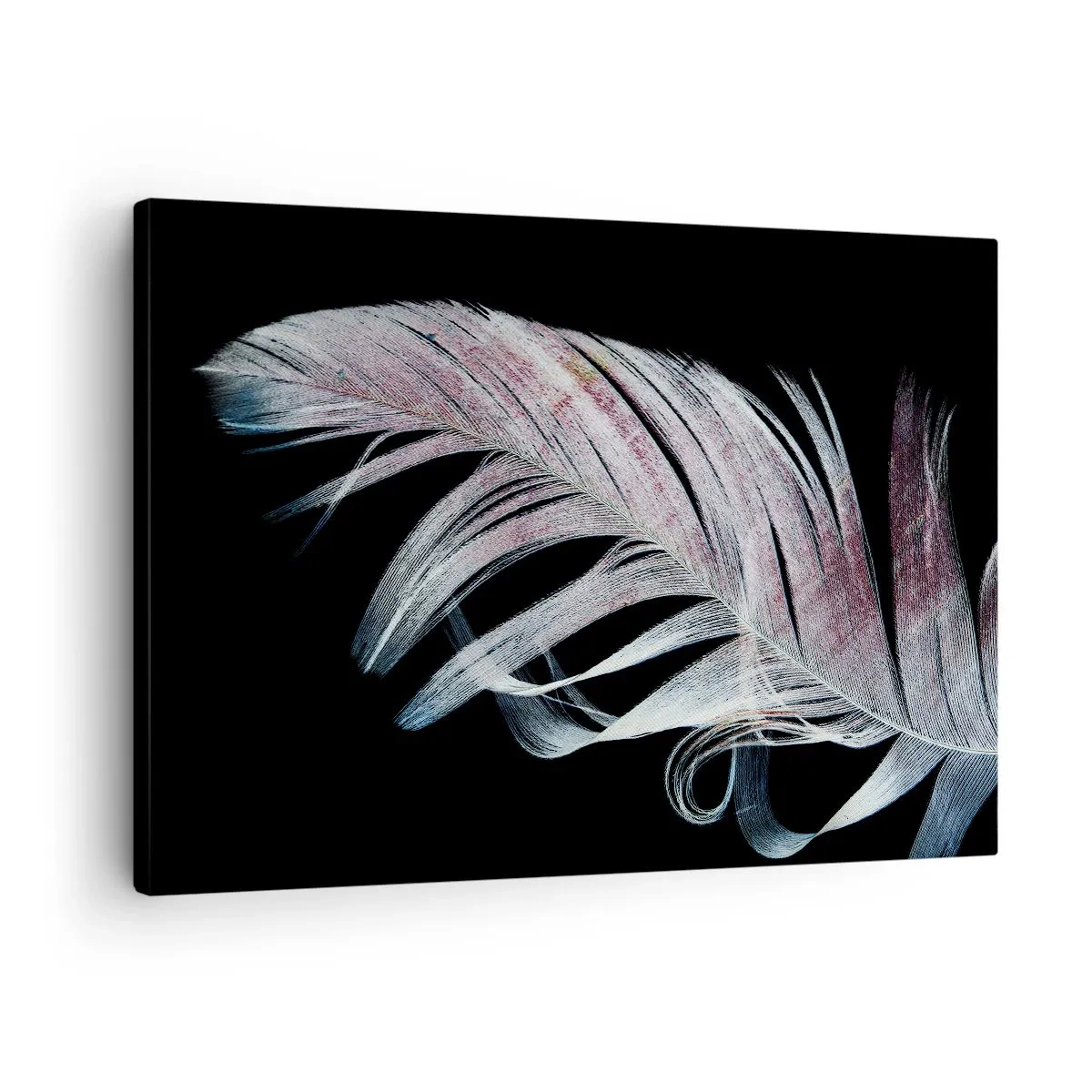 Obraz na płótnie - Delikatne pióro na czarnym tle w artystycznym ujęciu - 70x50cm - Pomyśl o dotyku - Nowoczesna dekoracja ścienna do salonu i sypialni ARTTOR