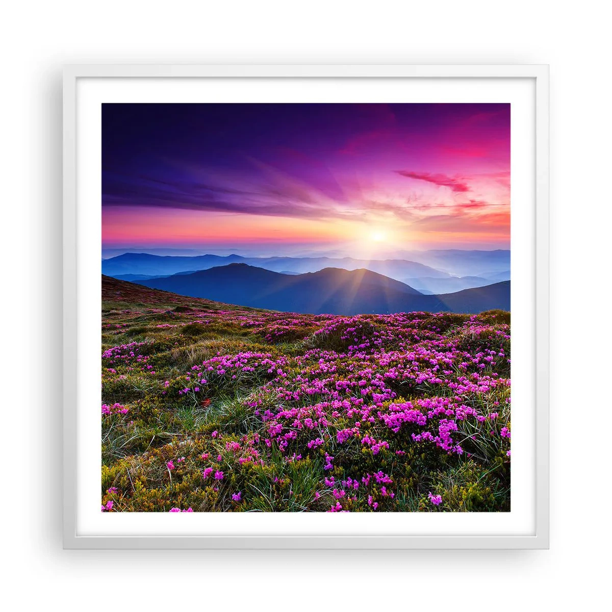 Plakat w białej ramie - Ziół zapachniały świeże pęki od niw - 60x60 cm