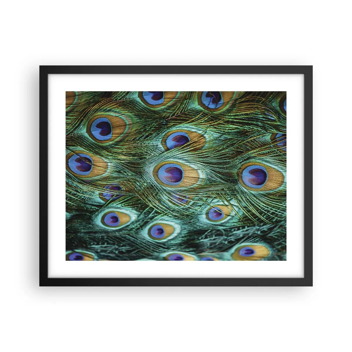 Plakat w czarnej ramie - Pawiookie spojrzenie - 50x40 cm