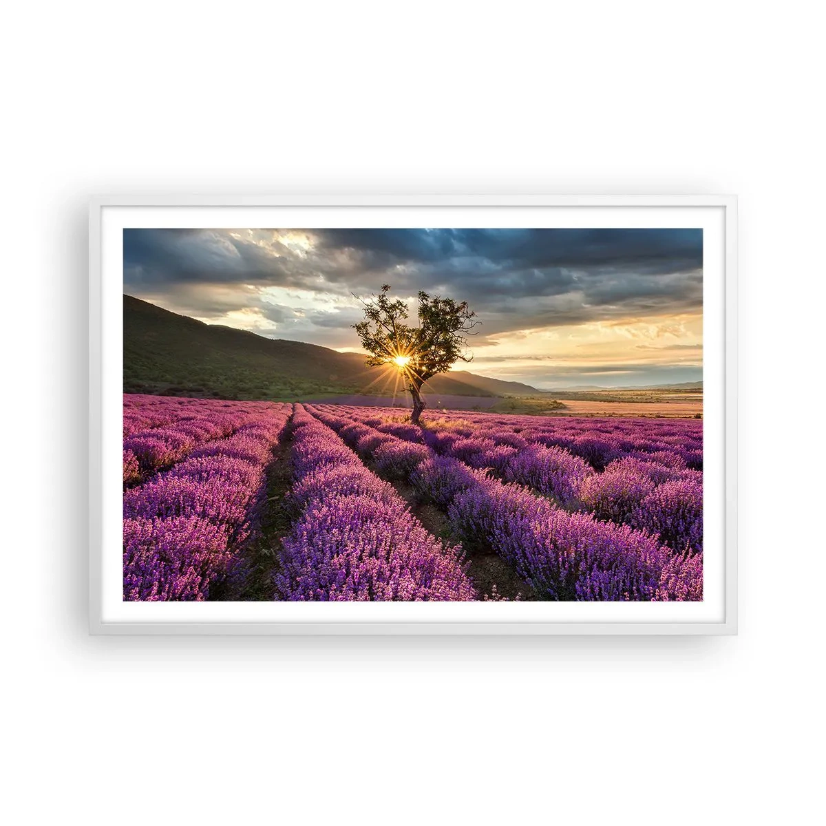 Plakat w białej ramie - Aromat w kolorze lila - 91x61 cm