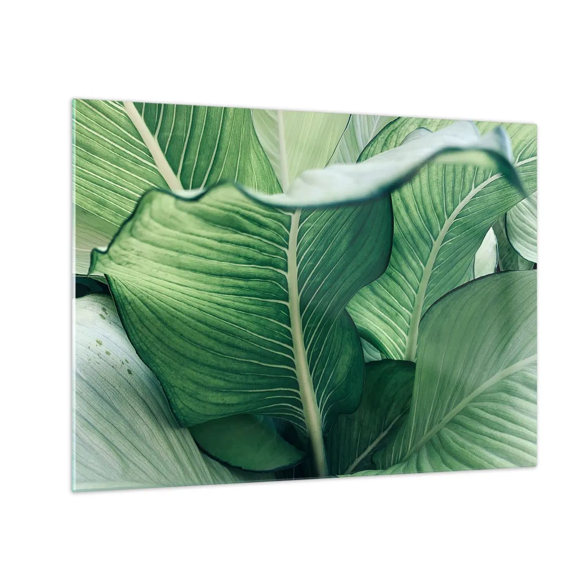 Obraz na szkle - Soczyste zielone liście w dużym zbliżeniu i naturalnym świetle - 70x50cm - Życie intensywnie zielone - Nowoczesna dekoracja ścienna do salonu i sypialni ARTTOR