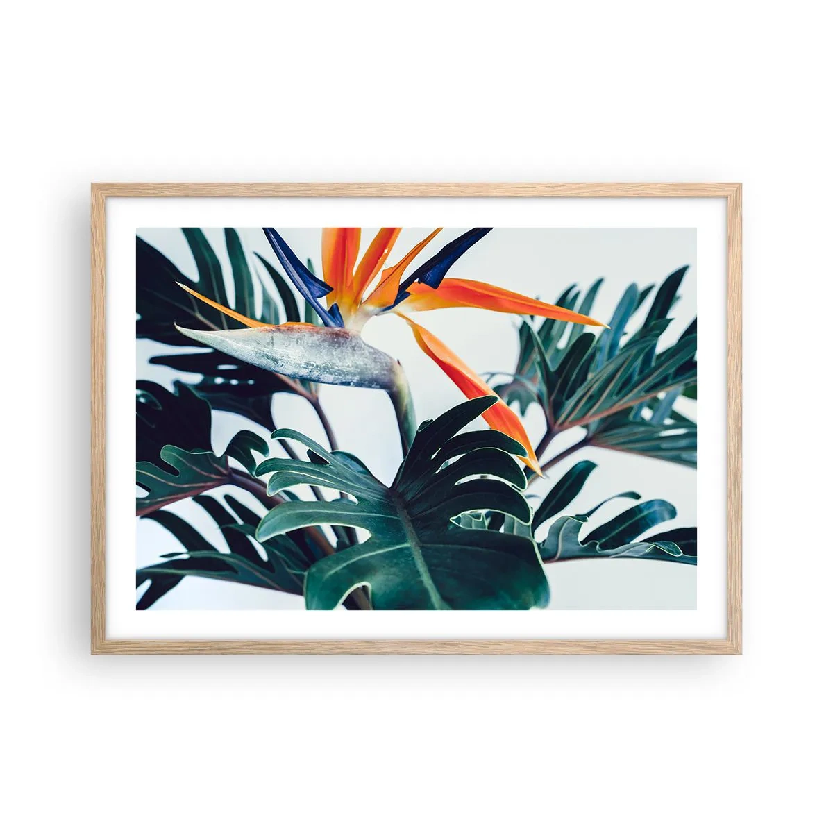 Plakat w ramie jasny dąb - Ptakokrzak - 70x50 cm