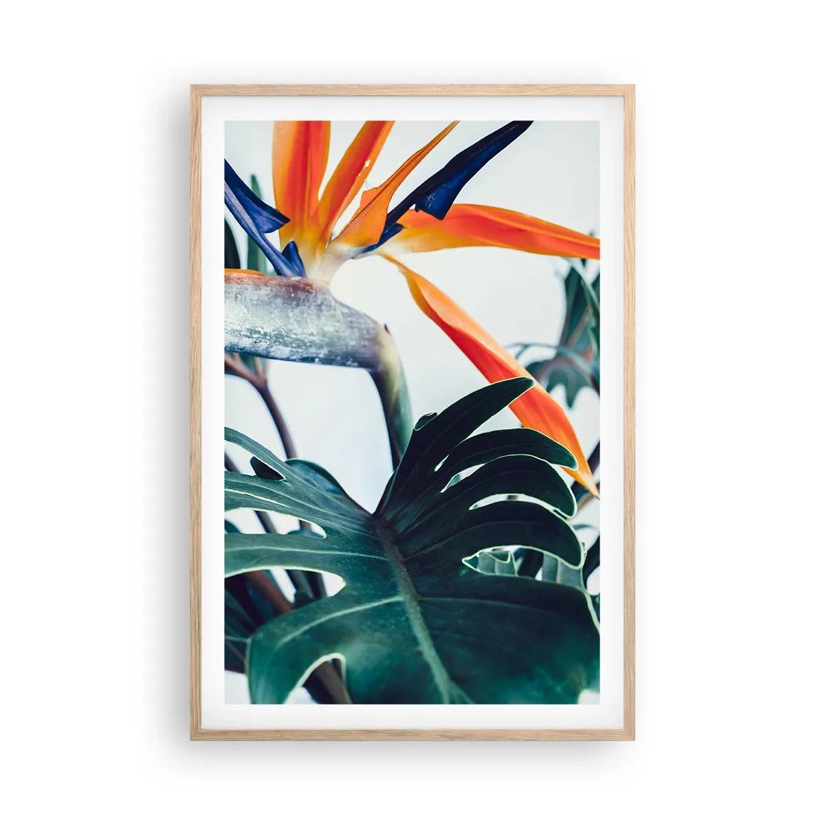 Plakat w ramie jasny dąb - Ptakokrzak - 61x91 cm