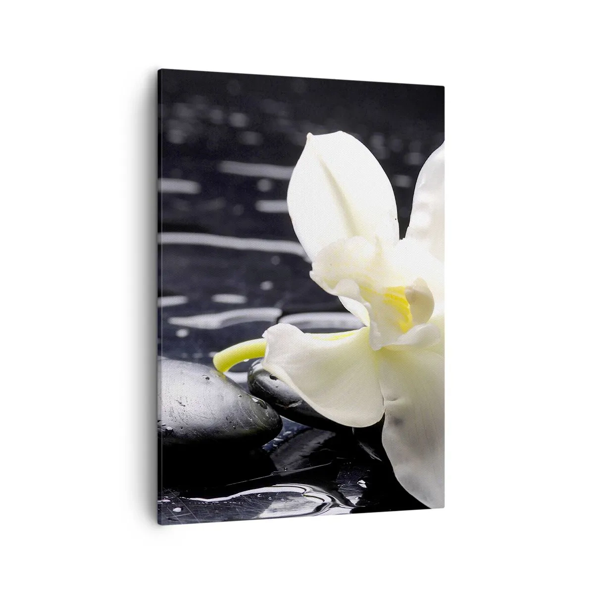 Obraz na płótnie - Biała orchidea na mokrych kamieniach w stylu spa - 50x70cm - Studium w czerni i bieli - Nowoczesna dekoracja ścienna do salonu, kuchni i sypialni ARTTOR