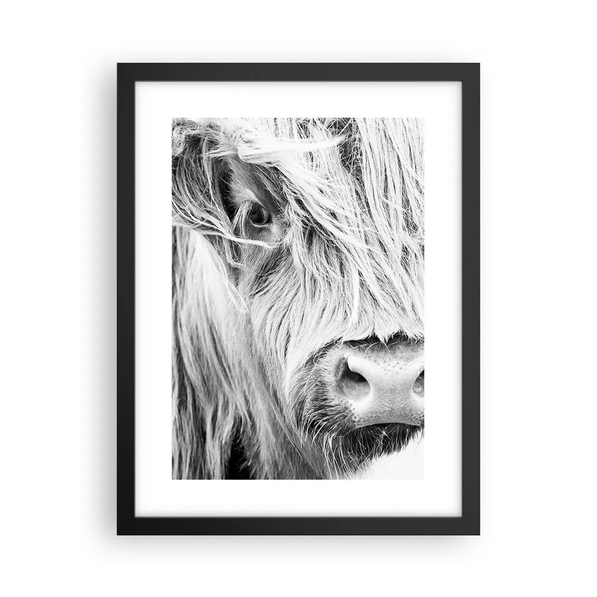 Plakat w czarnej ramie - Szkocka dzikość - 30x40 cm
