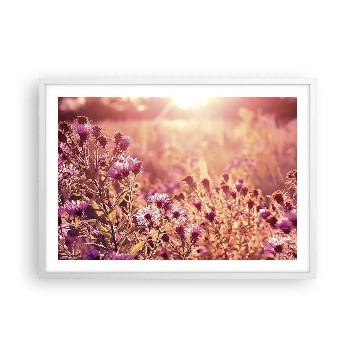 Plakat w białej ramie - Przed odejściem lata - 70x50 cm